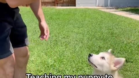 Funny Dog Training