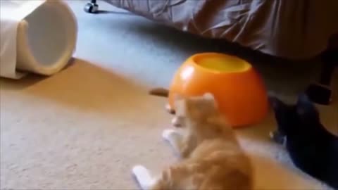 Hillarious Cat Compliation Video