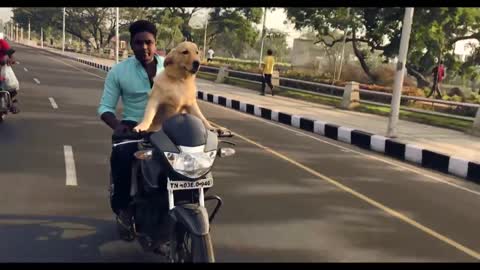 Dog Bike Video (LUKE Driving A Bike)