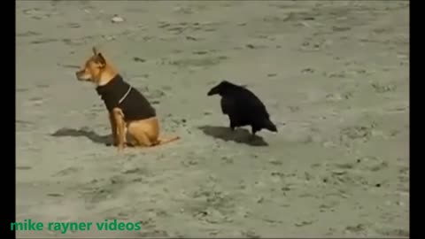 Funny animal videos 2023 part 21