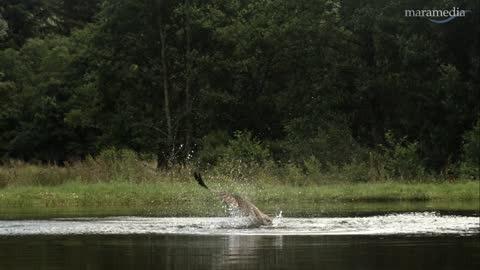 Highlands - Scotland's Wild Heart | A stunning super slow-motion video of an osprey fishing