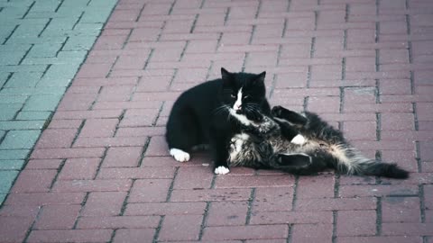 A Couple of Cats Playing on the Street 😻😻, Cats' World 😽, Animals' Life, Cute Pets 💖💕