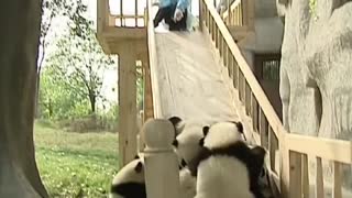 Cute pandas playing on the slide