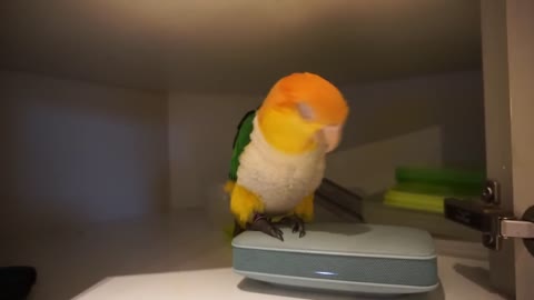 Kayo being a happy Caique