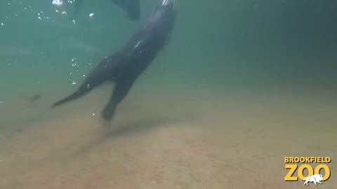 Underwater Otters!