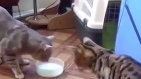 Two cats fighting for food