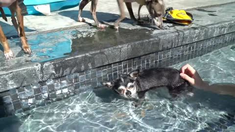 Teaching My Dogs How To Swim