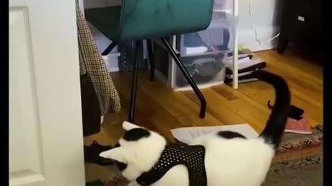 funny animals shorts