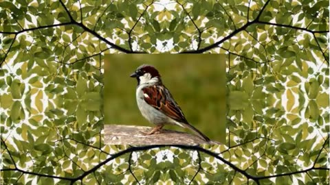 Sparrow sound
