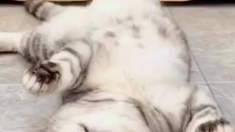 Cute cat videos | Funny cats video #cat #funnyvideos #catvideos