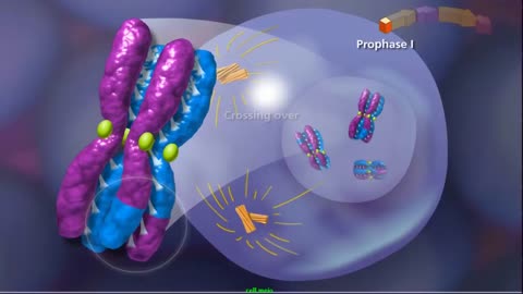 Meiosis - Plants and Animals