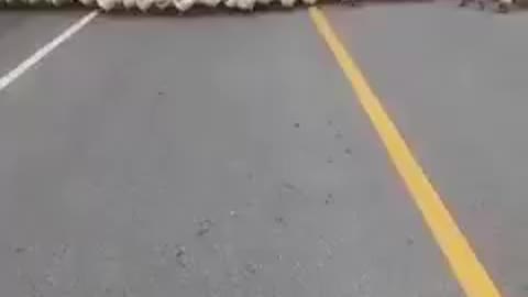 Kaczki chodzą w kółko wokół samochodu