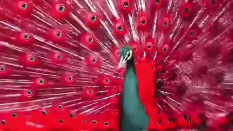 red peacock