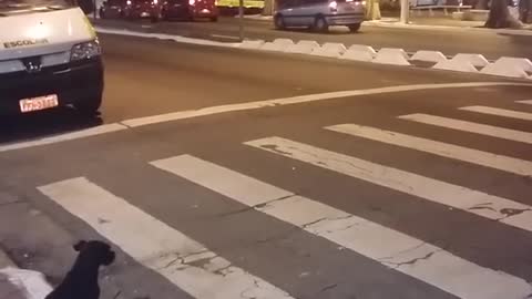Clever Dog Waits For Green Light To Pass At Crosswalk