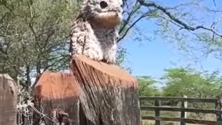 EXCEPTIONAL ENCOUNTER WITH AN AMERICAN GHOST BIRD👻🐚🦉💫