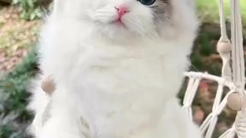 beautiful cat