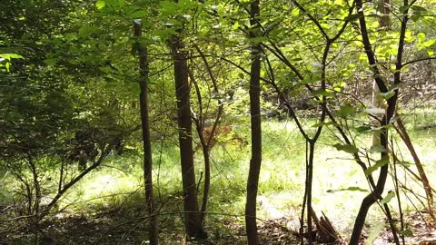 Forest Deer Nature Mammal Wild Animal Fawn