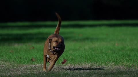 Funny Dog , viral dog , funny dog run , dog runnning