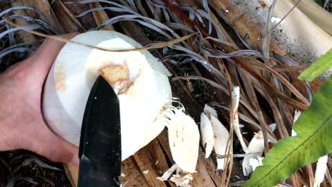 How to cut open a coconut so you don't Chop your fingers off!