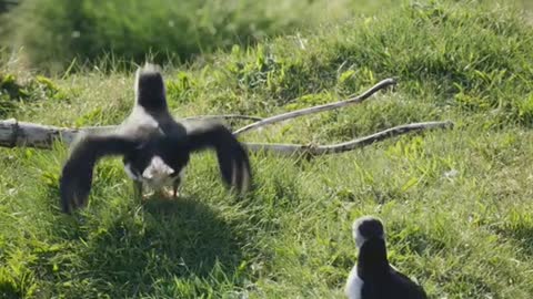 Seeing the first Atlantic puffins nesting