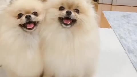 Funny animals videos 🤣🤣