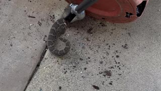 Finding a Rattle Snake Hidden in a Flower Pot