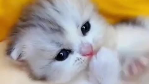 Cute cat kittens funny videos animals