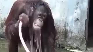 Affe und Hygiene