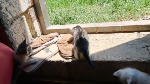 Cute little beautiful kittens are playing. Can't get enough of watching.