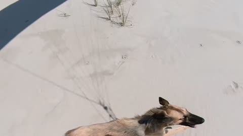 Sighthound Sprints Behind Beach Paraglider