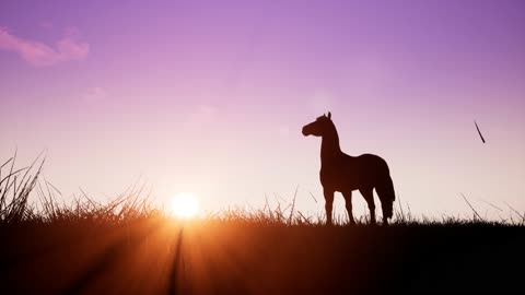 horse at sunrise