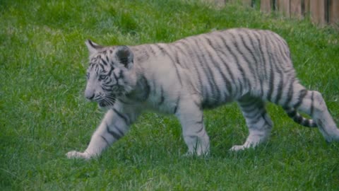 white tiger roars