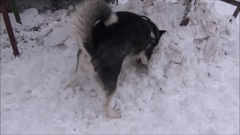 Alaskan Malamute is making a snow sculpture