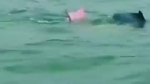 Have You Seen A Pink Dolphin Before #shorts #viral #shortsvideo #video