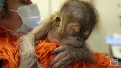 Caring for a newborn orangutan baby