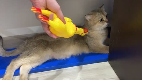 Funny cat vs Shrilling Chicken