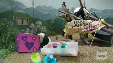 Giant Panda Twins Celebrate Fifth Birthday (2021)