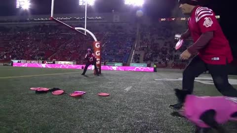 Dog sets frisbee record for longest catch during Canadian football game ||