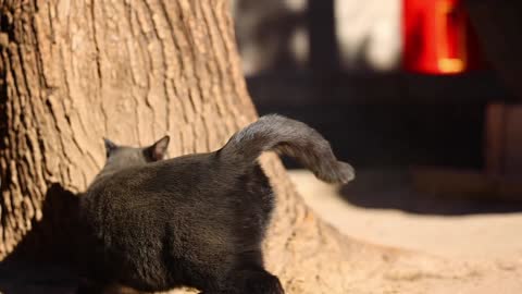 A black cat walking