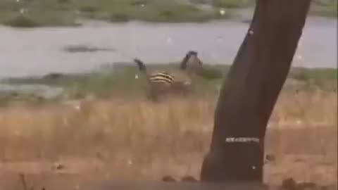 Savannah Predators: The Lion's Chase of the Zebra