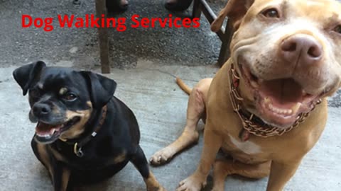 GoDog - Dog Walking Services in Brooklyn, NY