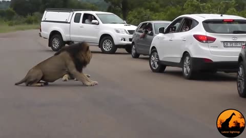 Lion tells tourists why they need to sleep in cars - Latest animal observations