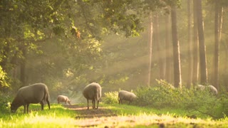 Suara domba di alam bebas