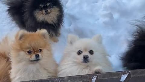 Cute puppies playing in snow