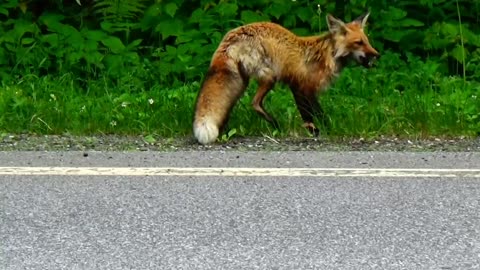 Red Fox