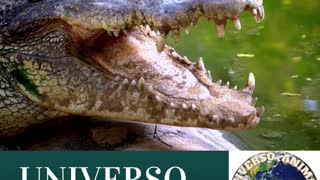 CROCODILOS UNIVERSO ANIMAL
