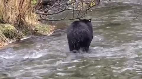 Black bear in the lake