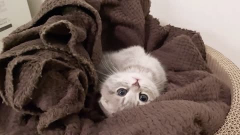 Luna , a kitten who is sleepy but can’t sleep easliy