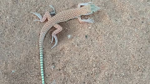 Lizard in ksa