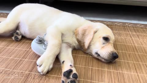 Cute Dog Stole The Kitten Massager 🥳😜